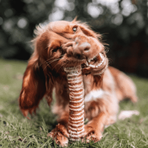 Bully Tube Trachea